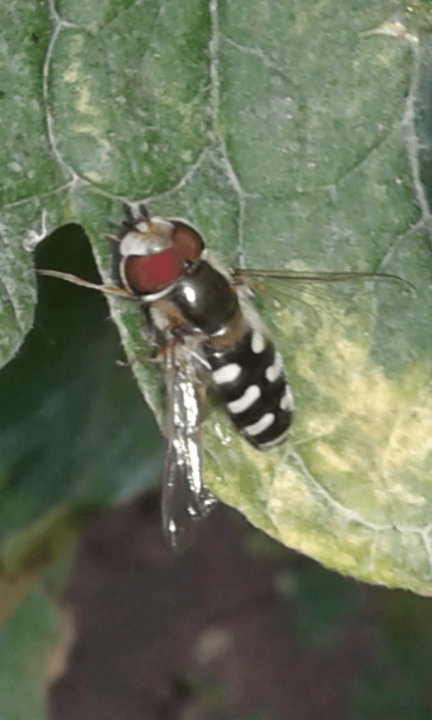 Syrphidae : Eupeodes luniger?  No, Scaeva pyrastri, maschio